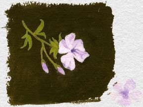 Plumbago capensis (painted by Mary Fedden) 

click for an enlargment